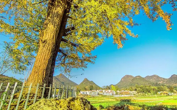 Xiaojiang Ginkgo Garden