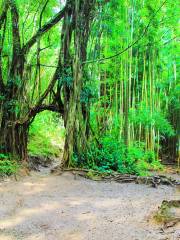 Bamboo Forest