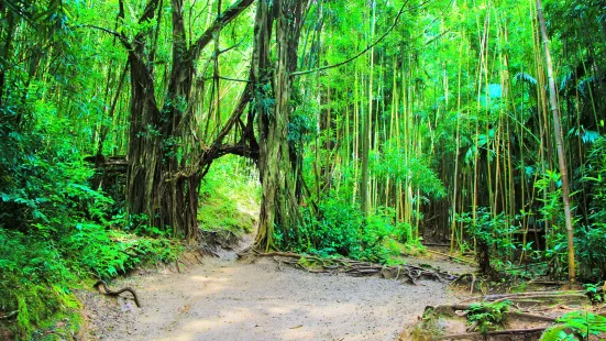 Bamboo Forest