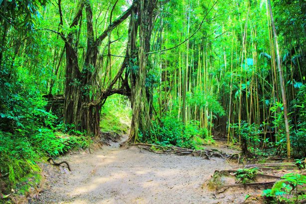 Bamboo Forest