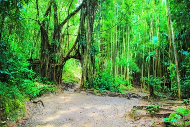 Maui County