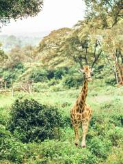 Parque nacional de Nairobi