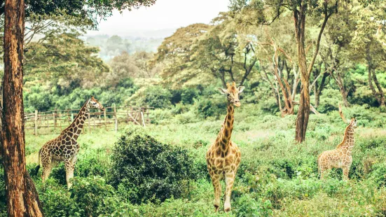 Nairobi National Park