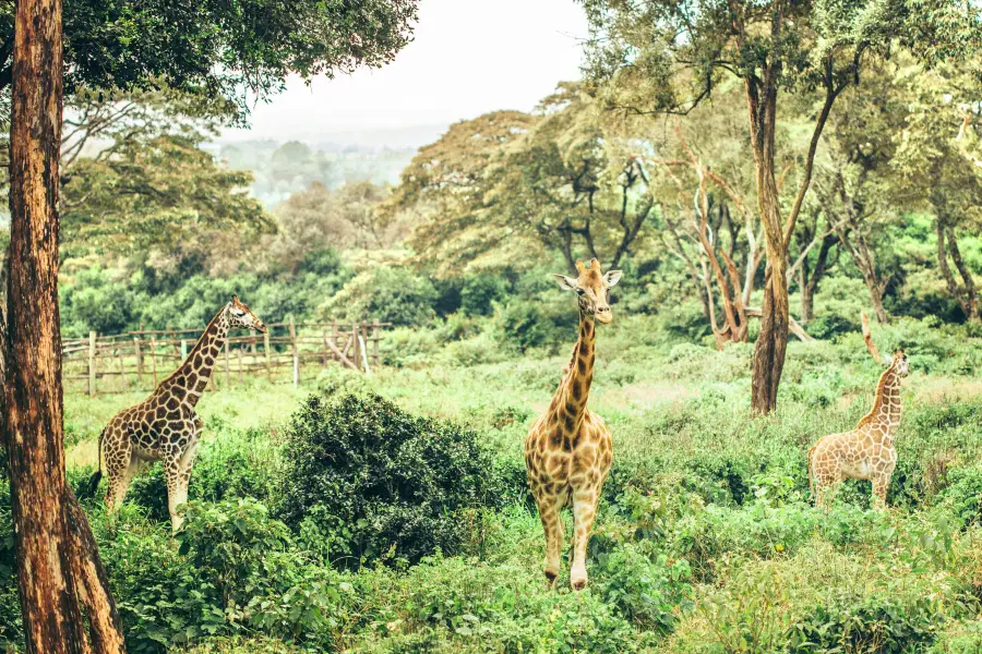 Parco nazionale di Nairobi