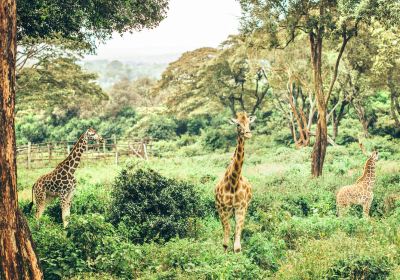 Parco nazionale di Nairobi