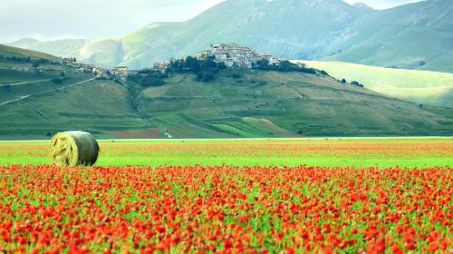 Piana di Castelluccio di Norcia