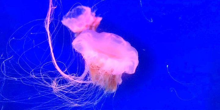 South Ocean Jellyfish Kingdom
