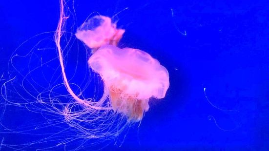 South Ocean Jellyfish Kingdom