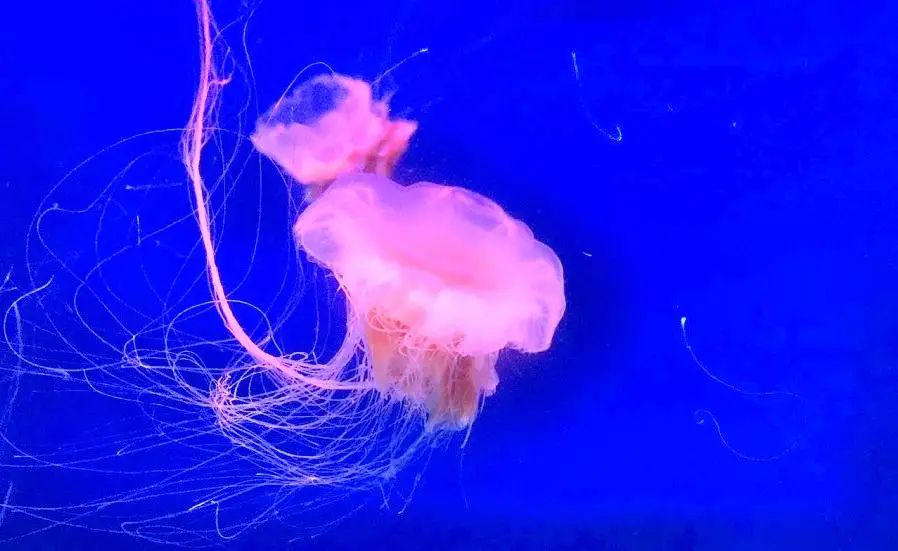 South Ocean Jellyfish Kingdom