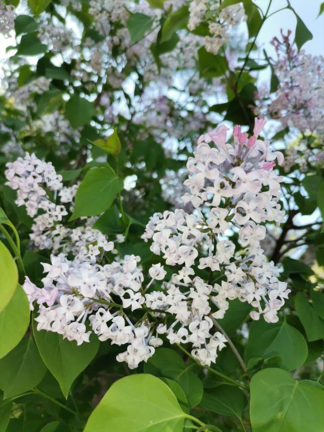 Lilac Garden