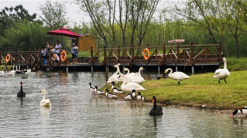 Shuanglong Lake Bird Viewing Garden