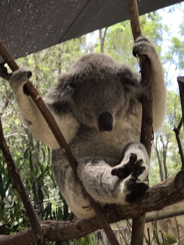Gold Coast