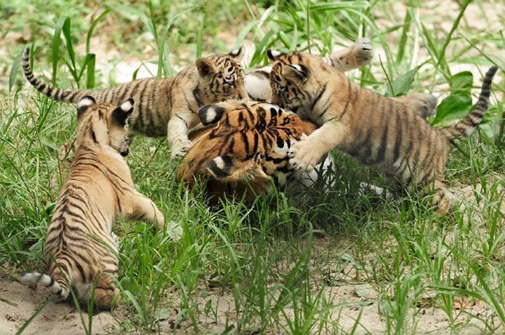 ダッカ サンダーバンズ国立公園 評判 案内 トリップドットコム