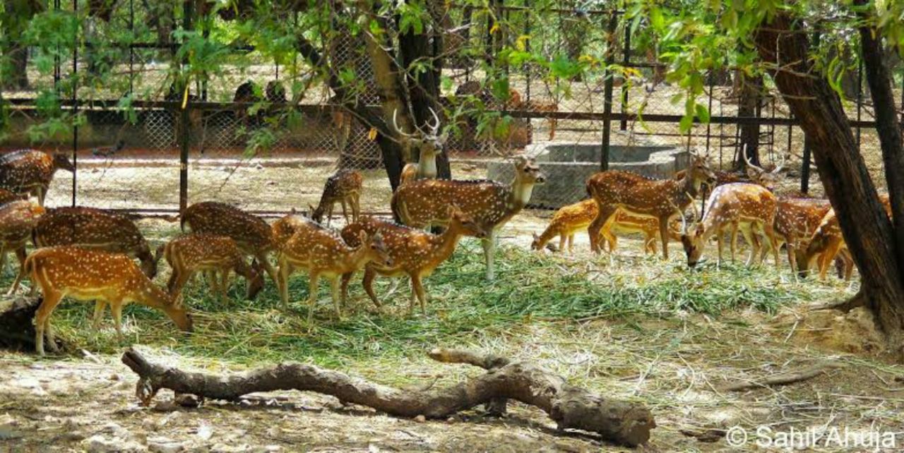 Deer Park Travel Guidebook Must Visit Attractions In New Delhi Deer Park Nearby Recommendation Tripcom