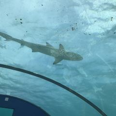 ITHAA UNDERSEA RESTAURANT ảnh của người dùng