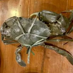 Wokeria:crab Pasta House User Photo
