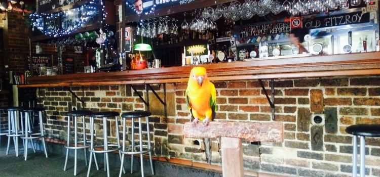 Old Fitzroy Hotel Bistro