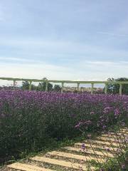 Hanzhong Lavender Garden