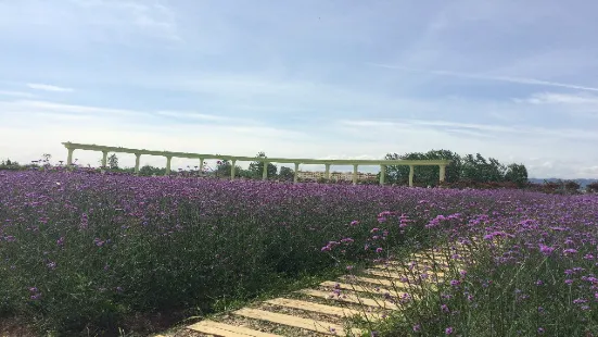 漢中薰衣草莊園