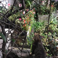 MeiZi Jing Restaurant User Photo