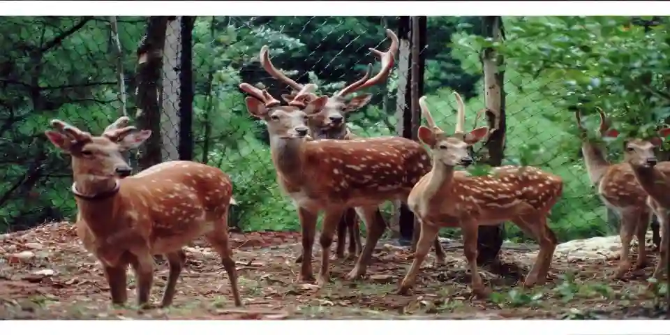 Welcome Suica&JR Line One Day Pass (Pick up at Haneda Airport)
