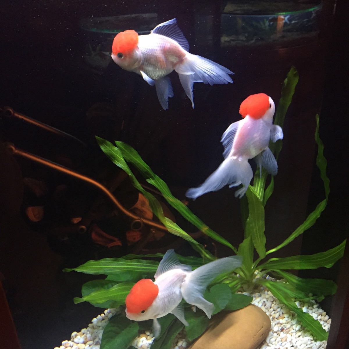 香港 金魚宝殿 評判 案内 トリップドットコム