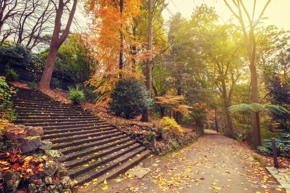2_Dandenong Ranges National Park
