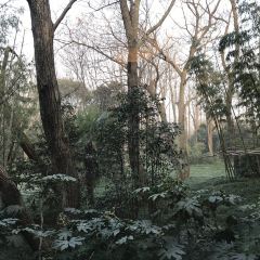 Quyuan Tea House User Photo