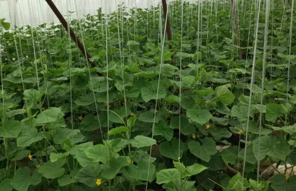 吉慶面掌柜私房菜