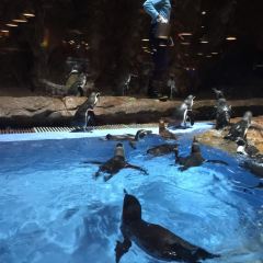 Emperor Penguin All Day Dining User Photo