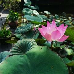 Cafe Lotus Ubud User Photo