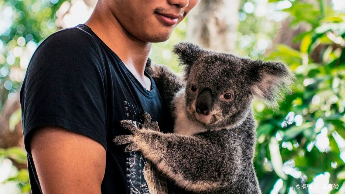 Lone Pine Koala Sanctuary Ticket Lone Pine Koala Sanctuary Ticket