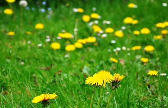 布瓦多蒙特住宿加早餐酒店