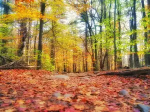 Mount Monadnock State Park