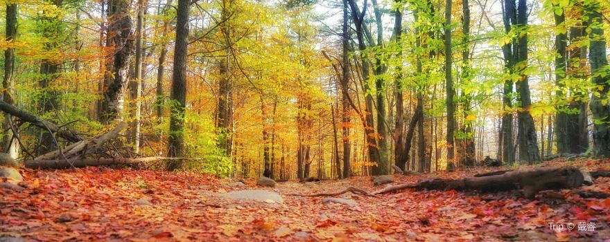 Monadnock State Park
