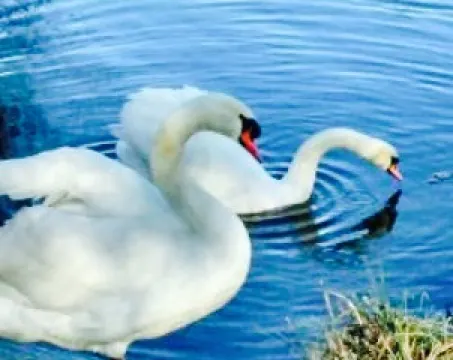 Restaurant Zum Goldenen Loewen