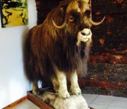 El Bayo Steak House