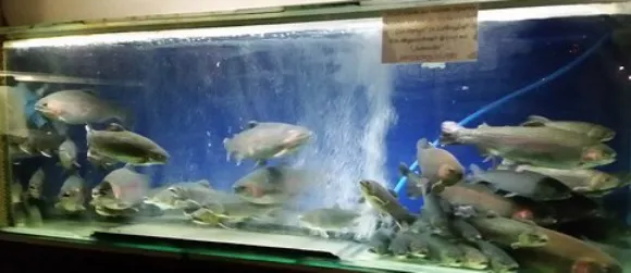 Fischheuriger Leopold Und Grete Distl