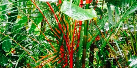 Holel Khao Sok & Spa