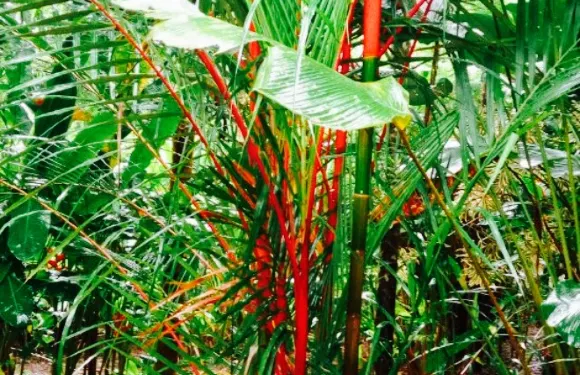 Holel Khao Sok & Spa