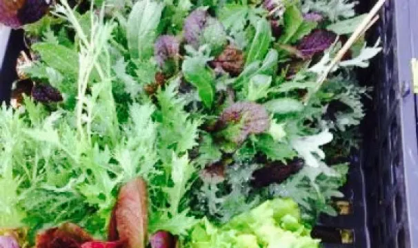 The Harriet Brasserie