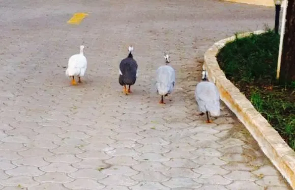 Amaravathi Highway Family Restaurant