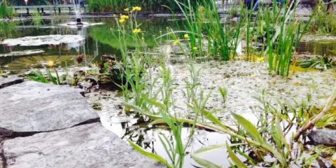 18 Grad Bier und Weingarten