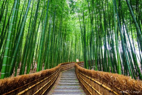 日本京都嵐山+金閣寺+二條城+京都塔+鴨川+三年阪二年阪+伏見稻荷大社一日遊