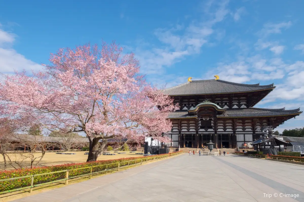 Great Buddha Hall of todaiji with cherry blossom in nara, japan