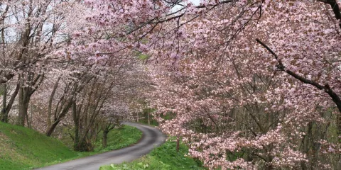 Niwayama Forest Natural Park