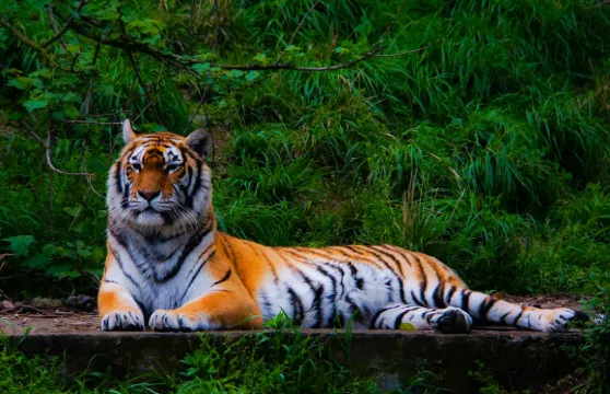 寧波野生動物園門票成人