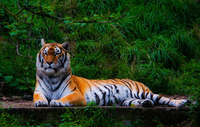 Ningbo Wildlife Park