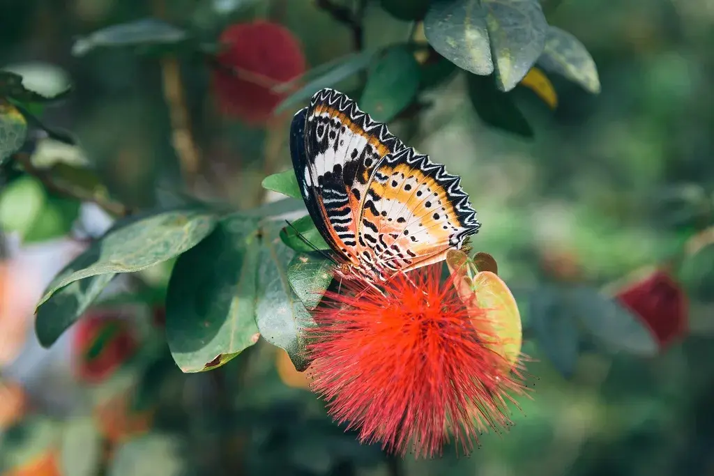 3_Entopia Taman Rama-Rama