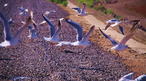 The Yellow River Delta Tourism Island of Eco-culture